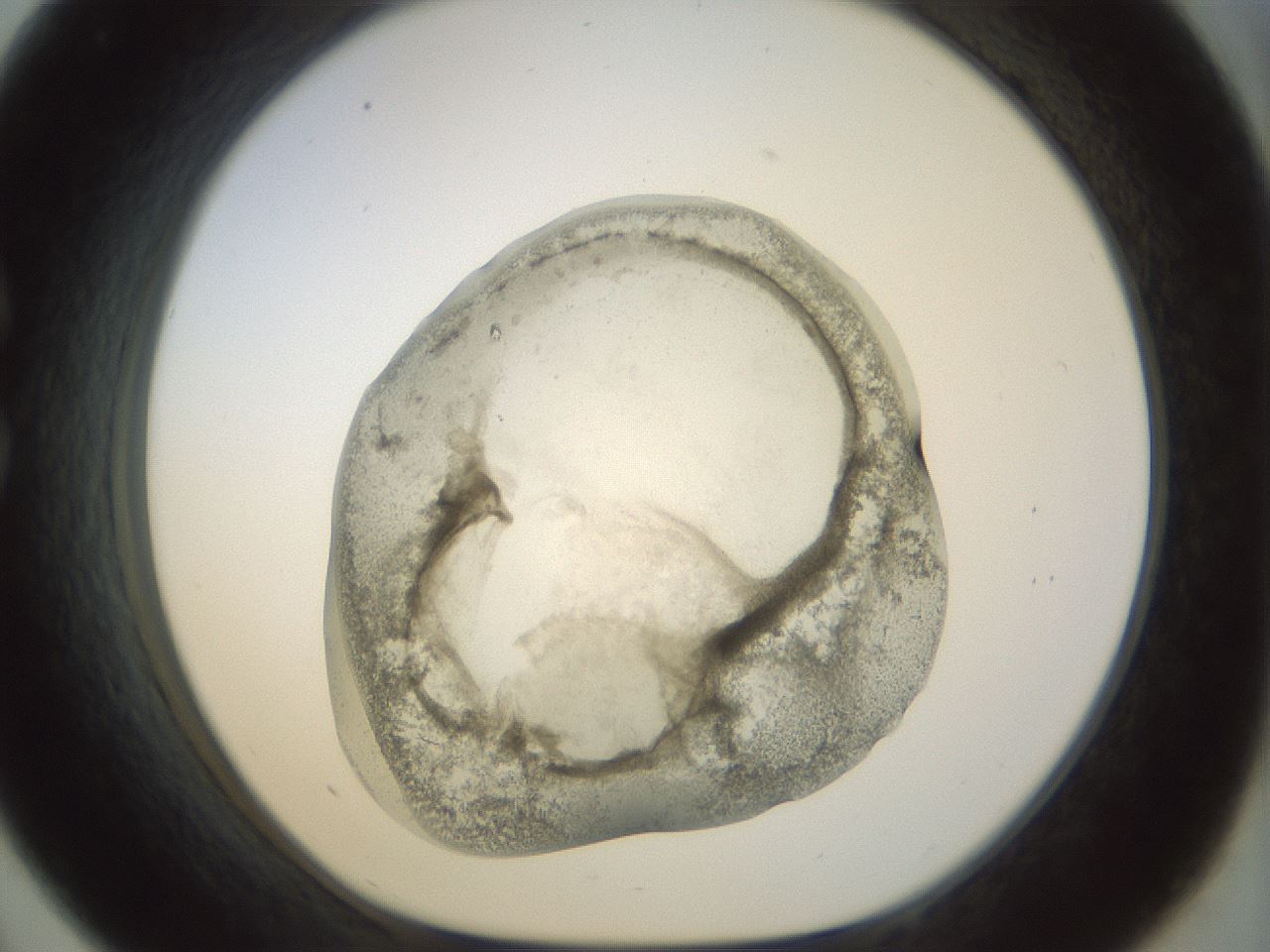 folderID22_plateID1022_batchID1895_wellNum33_profileID1_d1_r43588_ef.jpg