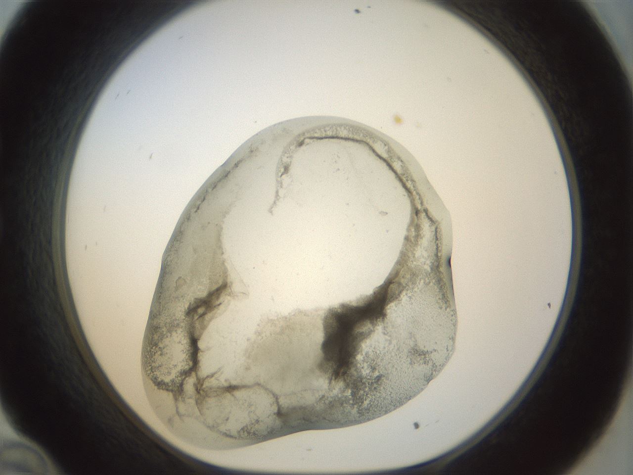folderID22_plateID1022_batchID1895_wellNum34_profileID1_d1_r43589_ef.jpg