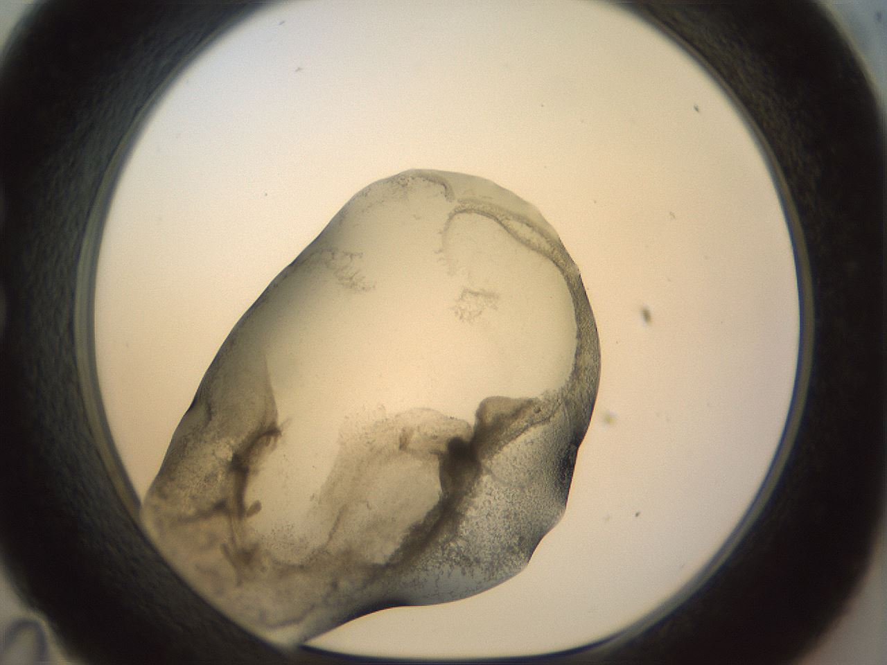 folderID22_plateID1022_batchID1895_wellNum35_profileID1_d1_r43590_ef.jpg