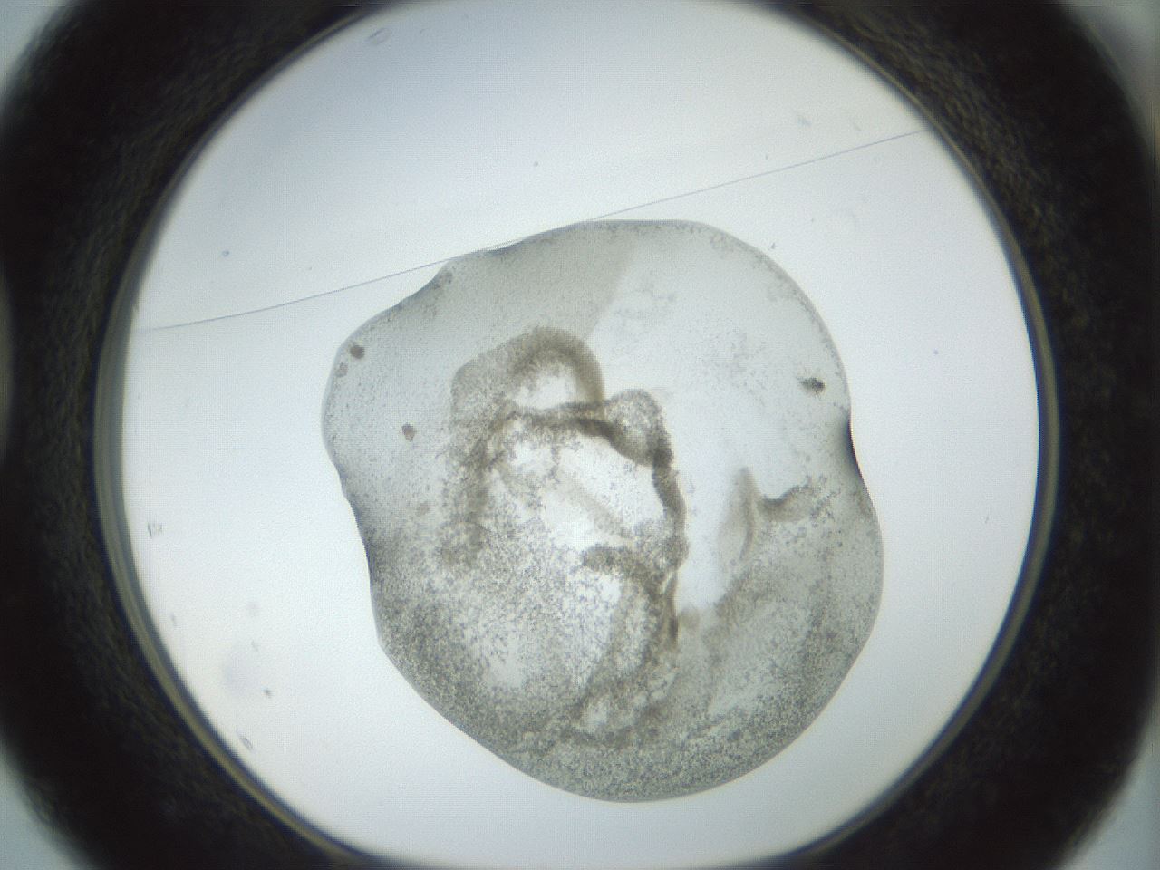 folderID22_plateID1022_batchID1895_wellNum37_profileID1_d1_r43592_ef.jpg