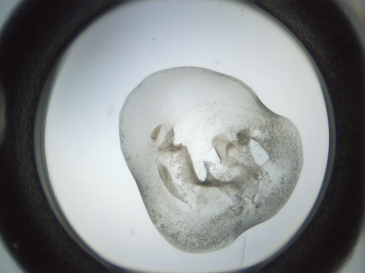 folderID22_plateID1022_batchID1895_wellNum38_profileID1_d1_r43593_ef.jpg