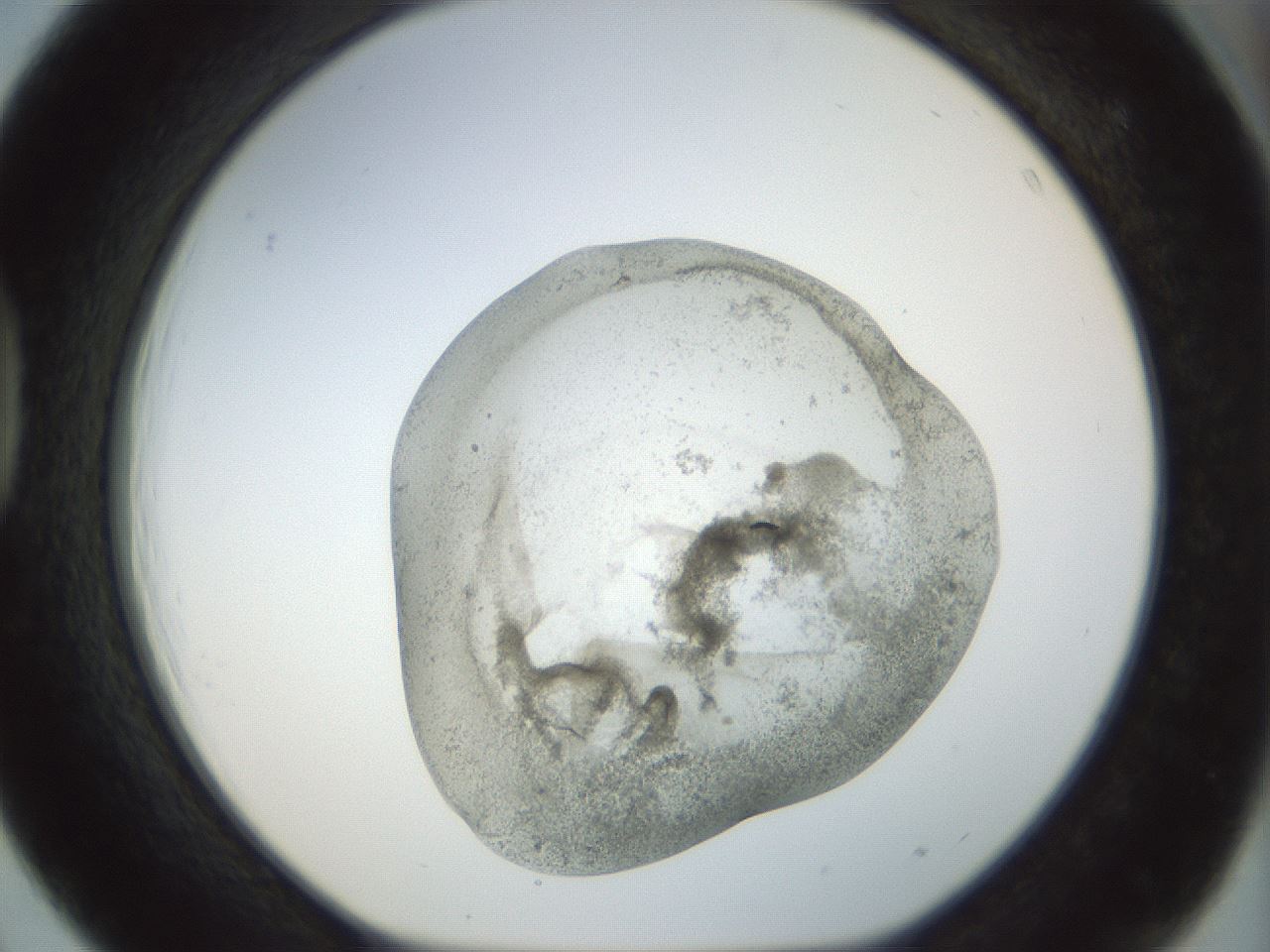 folderID22_plateID1022_batchID1895_wellNum39_profileID1_d1_r43594_ef.jpg