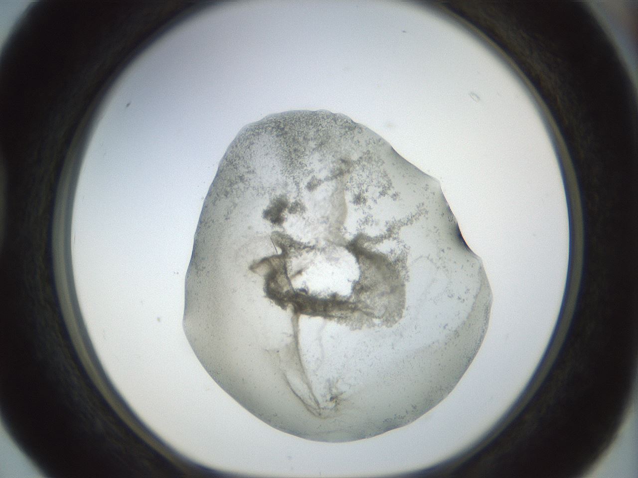 folderID22_plateID1022_batchID1895_wellNum40_profileID1_d1_r43595_ef.jpg
