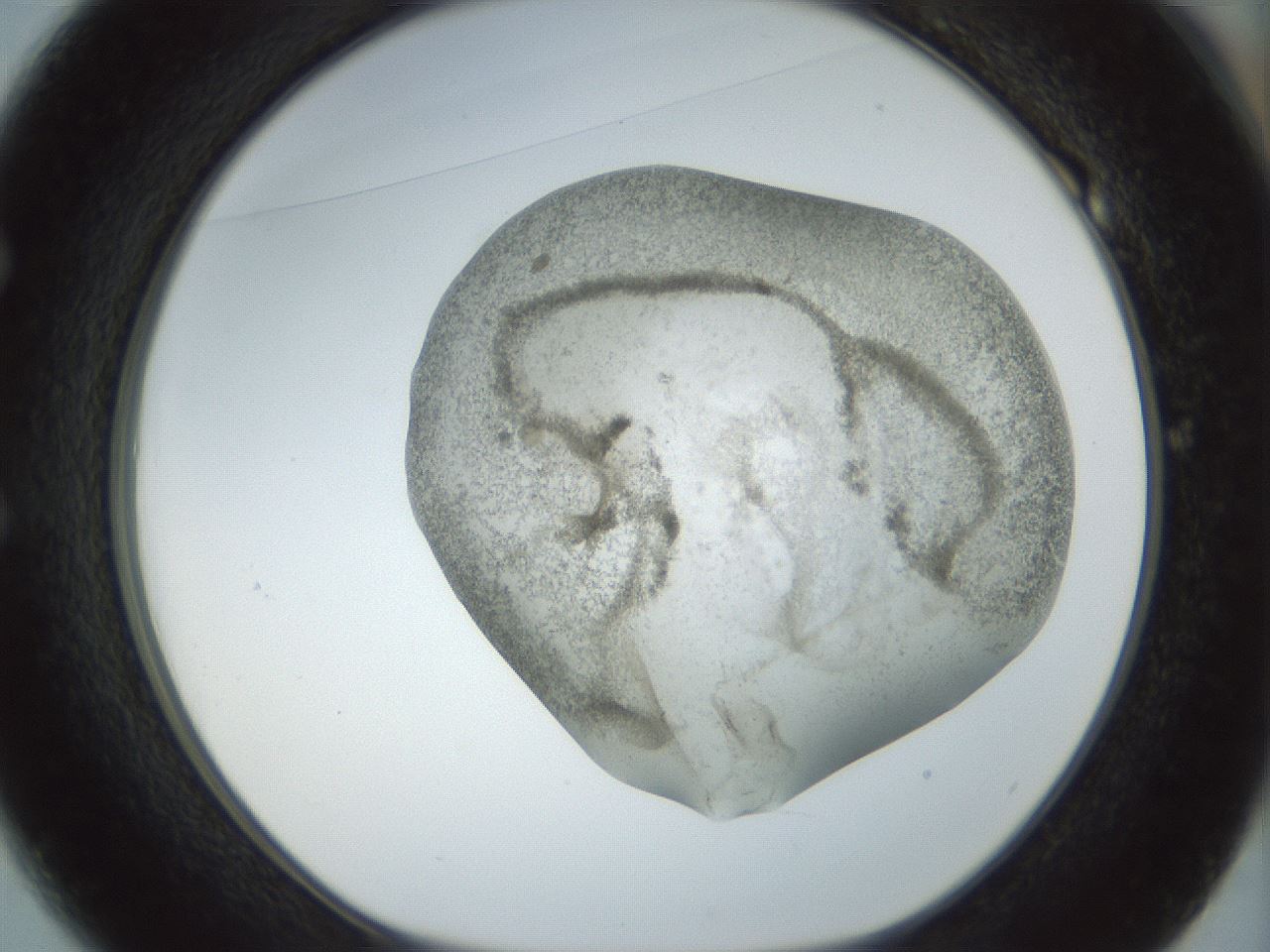 folderID22_plateID1022_batchID1895_wellNum49_profileID1_d1_r43604_ef.jpg