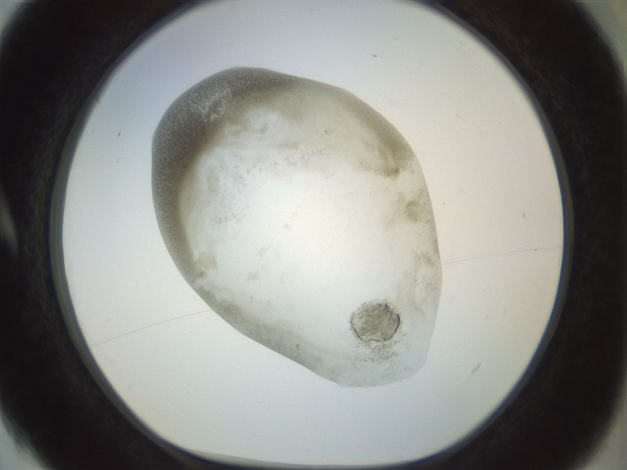 folderID22_plateID1022_batchID1895_wellNum4_profileID1_d1_r43559_ef.jpg