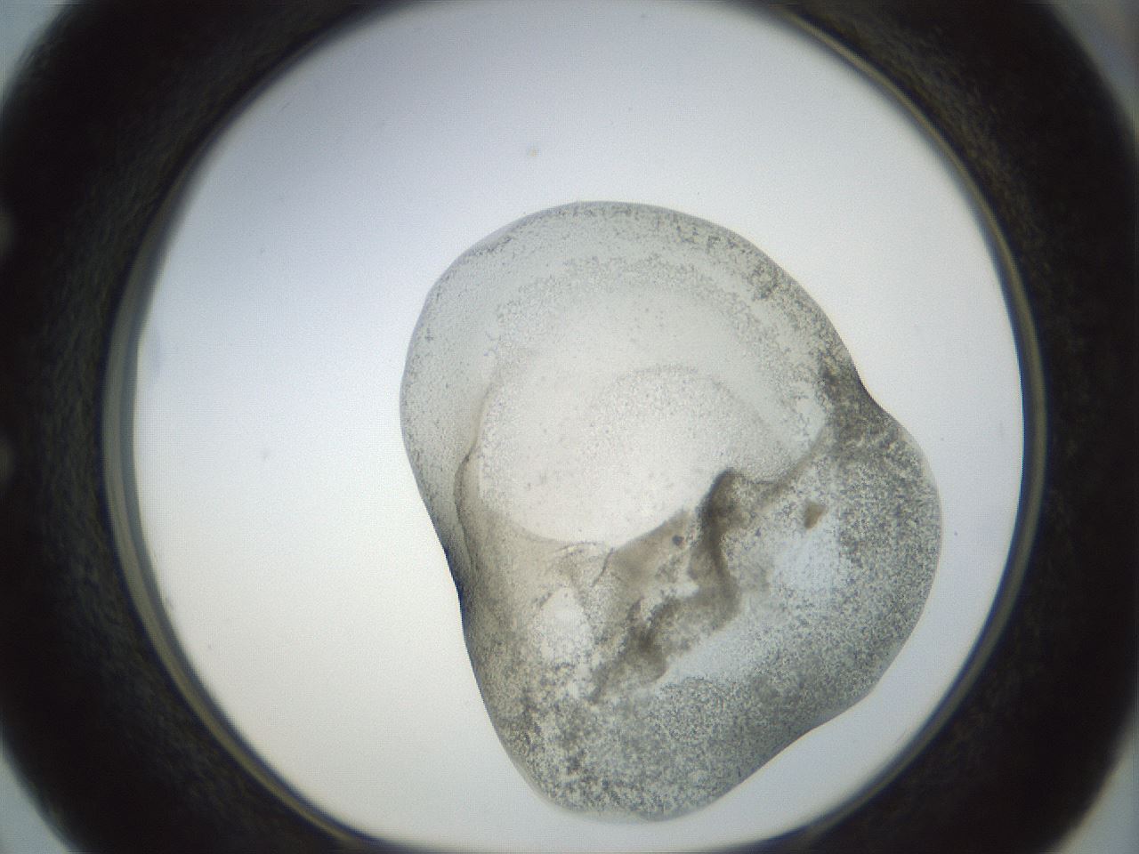 folderID22_plateID1022_batchID1895_wellNum50_profileID1_d1_r43605_ef.jpg