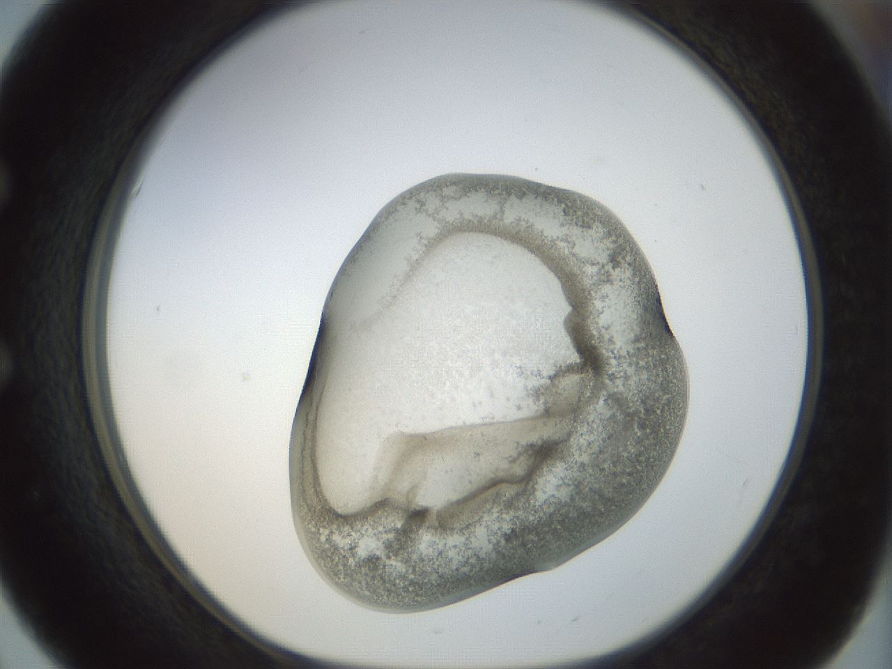 folderID22_plateID1022_batchID1895_wellNum51_profileID1_d1_r43606_ef.jpg