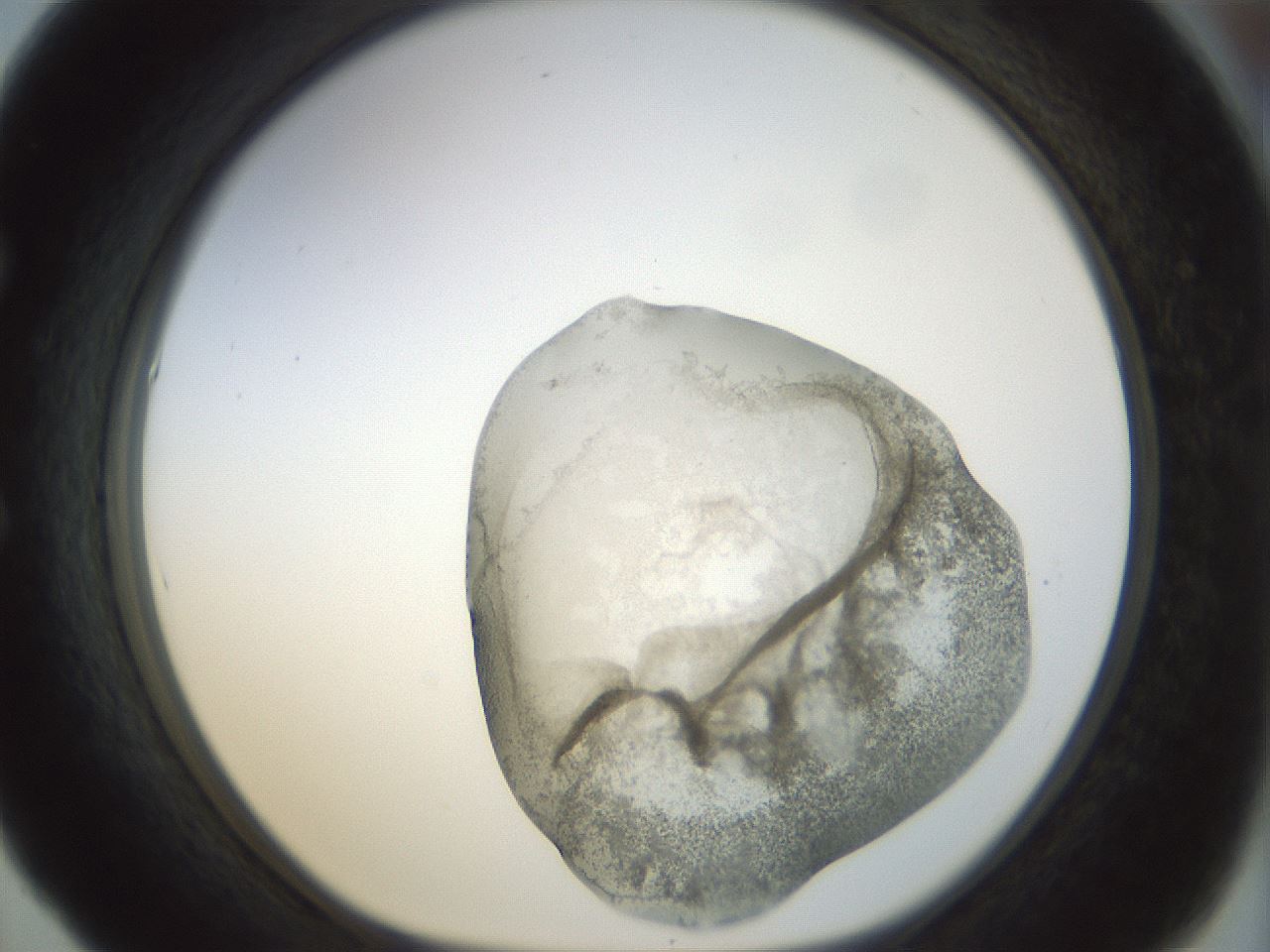 folderID22_plateID1022_batchID1895_wellNum53_profileID1_d1_r43608_ef.jpg