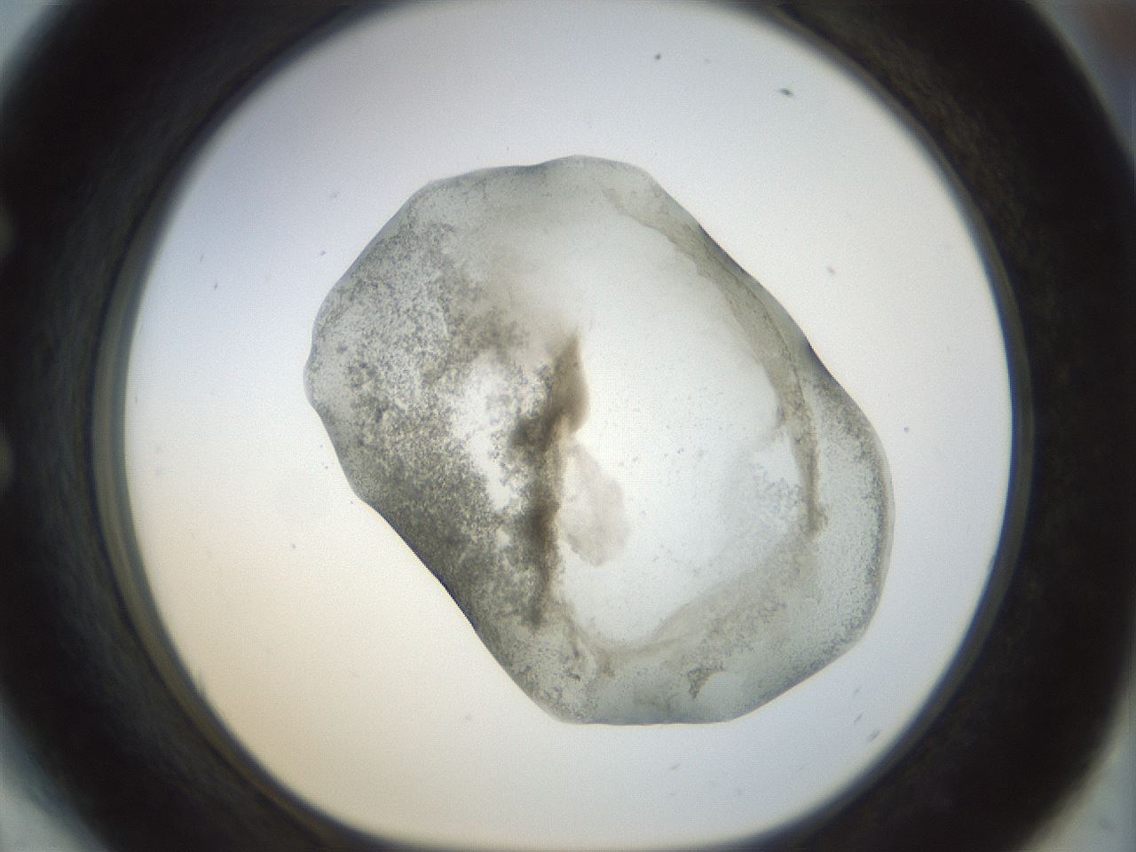 folderID22_plateID1022_batchID1895_wellNum54_profileID1_d1_r43609_ef.jpg