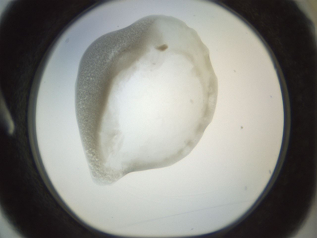 folderID22_plateID1022_batchID1895_wellNum3_profileID1_d1_r43558_ef.jpg