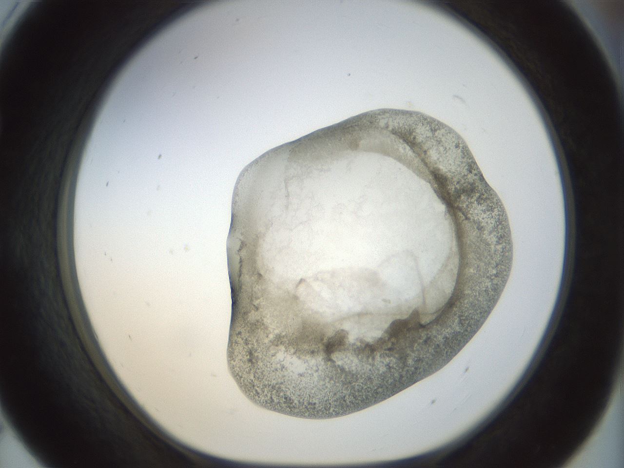 folderID22_plateID1022_batchID1895_wellNum55_profileID1_d1_r43610_ef.jpg