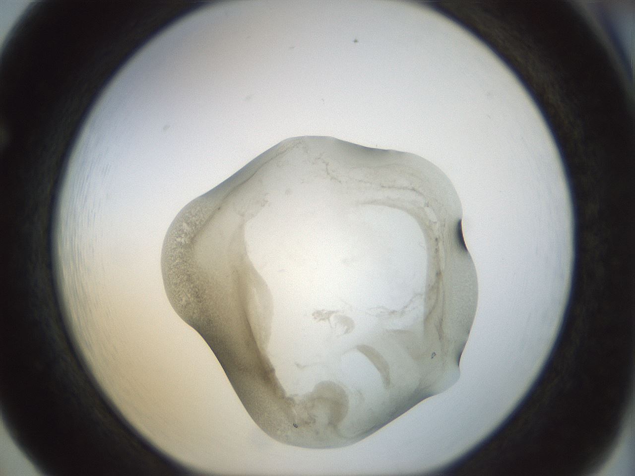 folderID22_plateID1022_batchID1895_wellNum65_profileID1_d1_r43620_ef.jpg