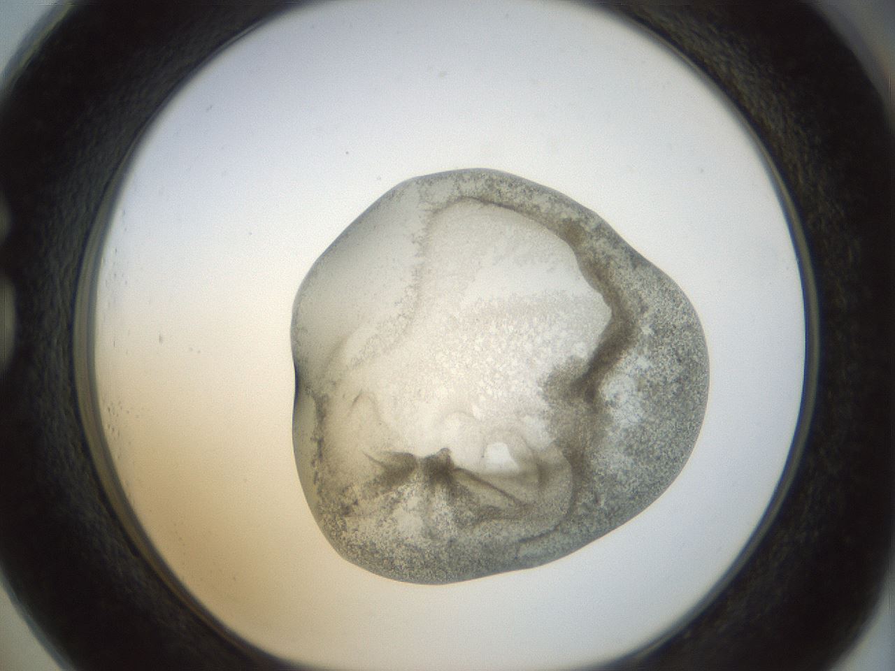 folderID22_plateID1022_batchID1895_wellNum73_profileID1_d1_r43628_ef.jpg
