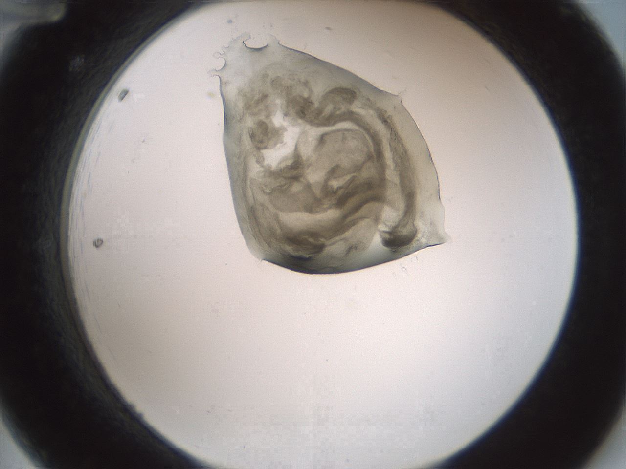 folderID230_plateID1230_batchID3779_wellNum12_profileID1_d2_r71661_ef.jpg