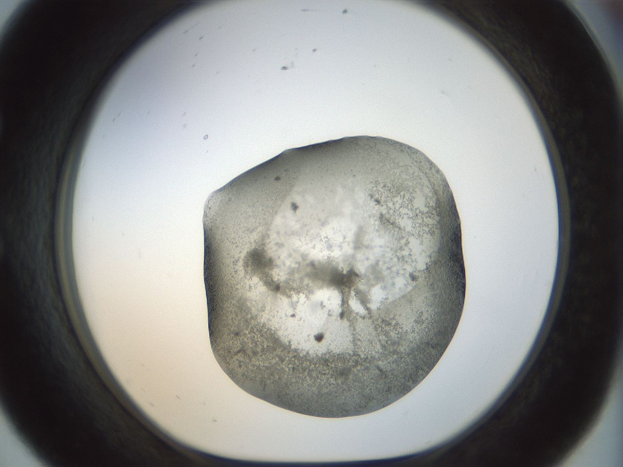 folderID22_plateID1022_batchID1895_wellNum56_profileID1_d1_r43611_ef.jpg