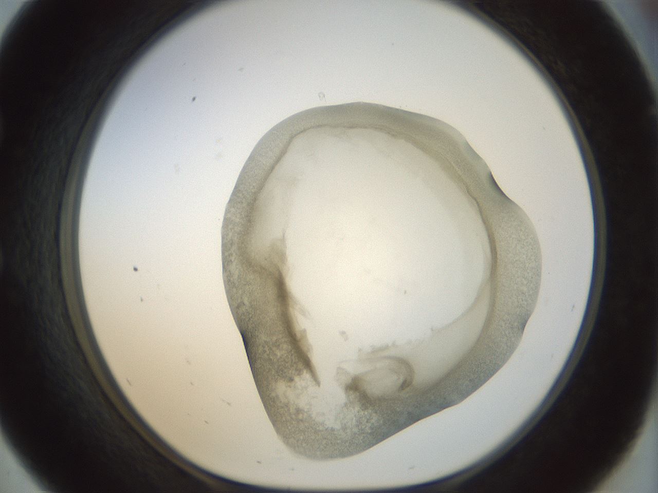 folderID22_plateID1022_batchID1895_wellNum57_profileID1_d1_r43612_ef.jpg