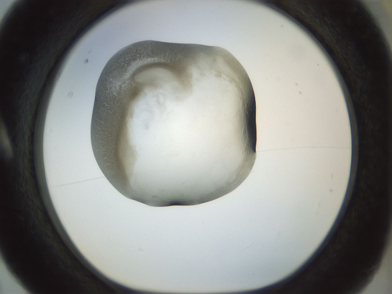 folderID22_plateID1022_batchID1895_wellNum5_profileID1_d1_r43560_ef.jpg