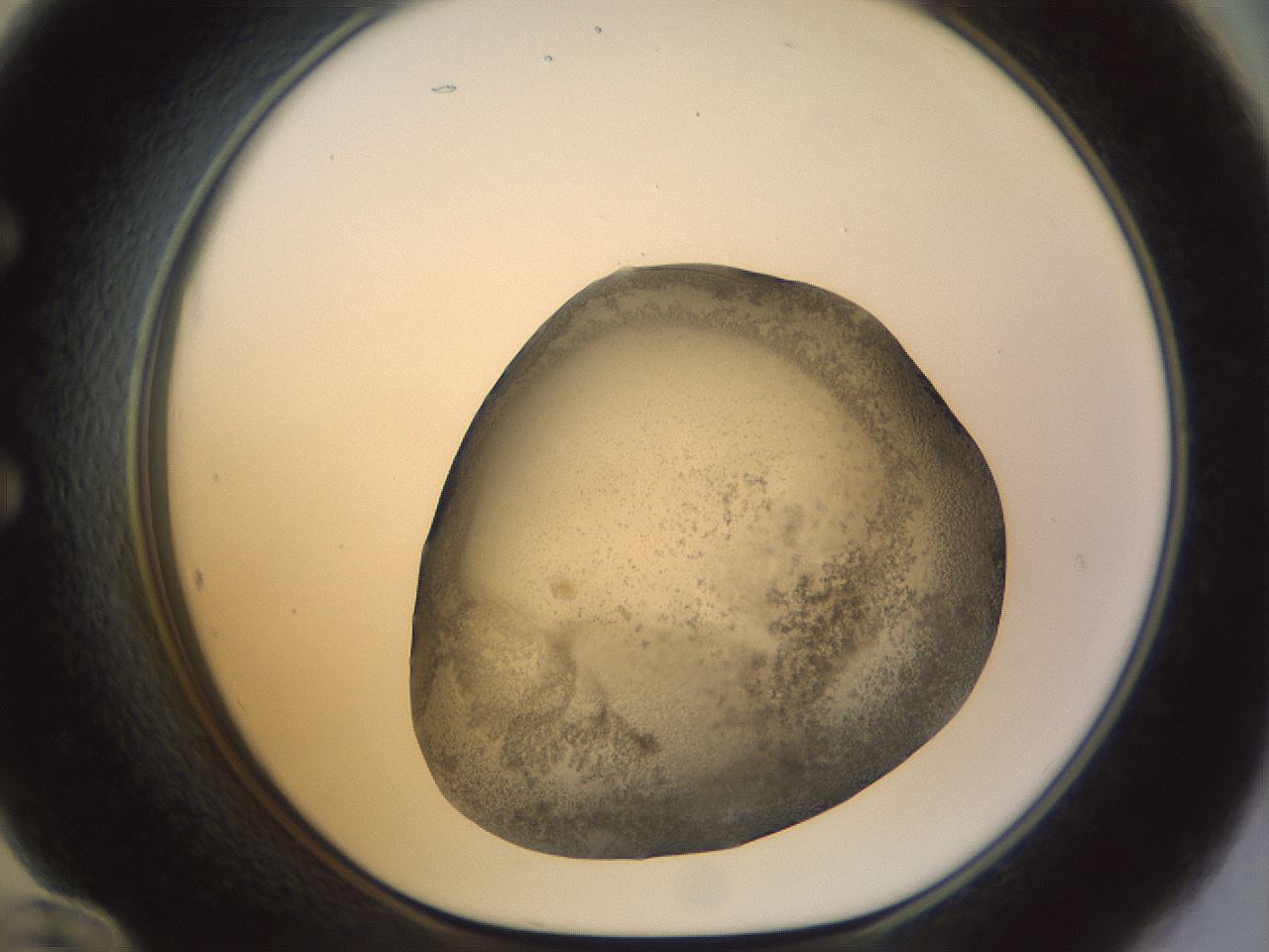 folderID22_plateID1022_batchID1895_wellNum60_profileID1_d1_r43615_ef.jpg