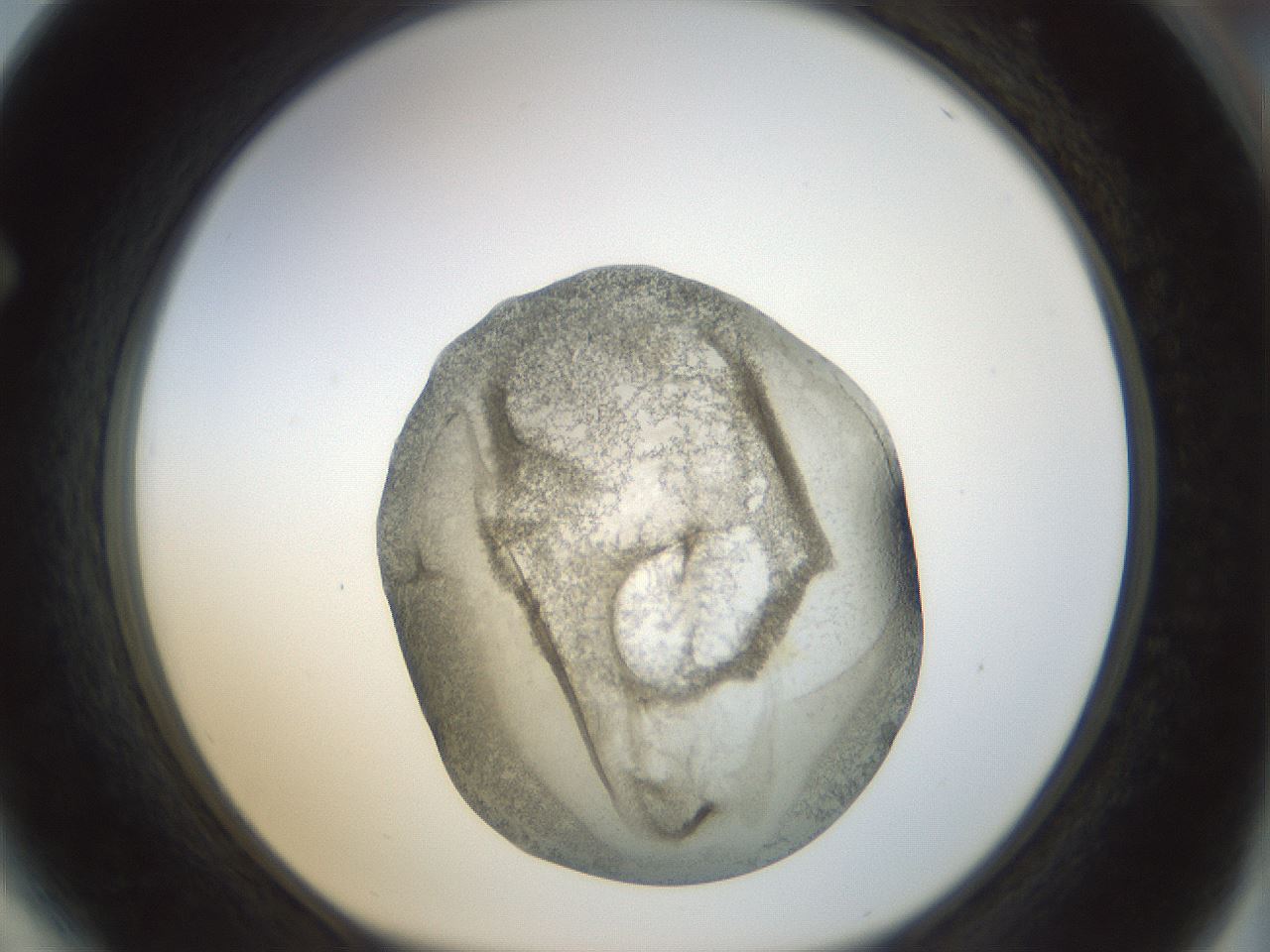 folderID22_plateID1022_batchID1895_wellNum64_profileID1_d1_r43619_ef.jpg