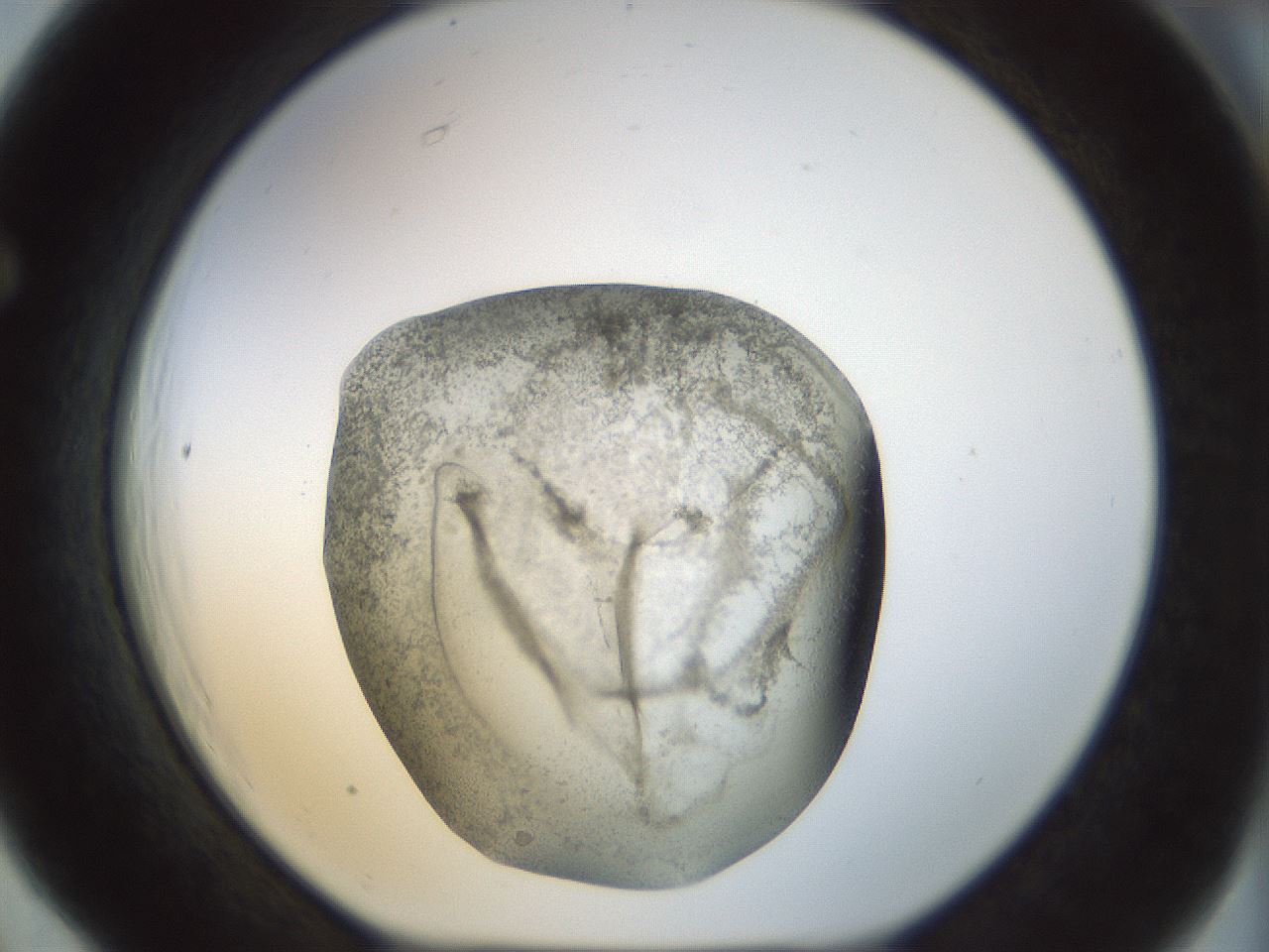 folderID22_plateID1022_batchID1895_wellNum66_profileID1_d1_r43621_ef.jpg