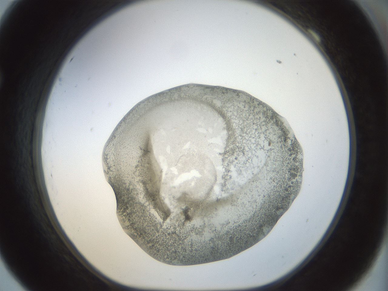folderID22_plateID1022_batchID1895_wellNum69_profileID1_d1_r43624_ef.jpg