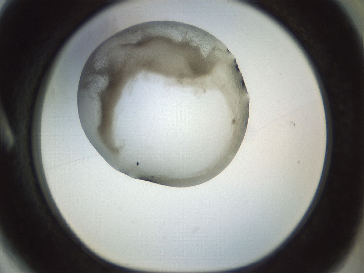 folderID22_plateID1022_batchID1895_wellNum6_profileID1_d1_r43561_ef.jpg