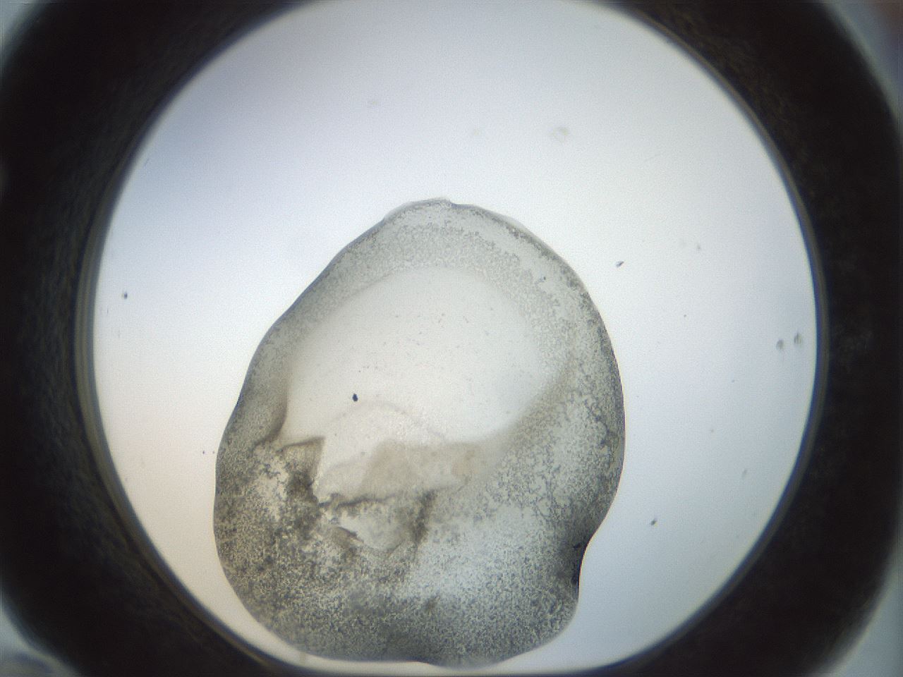 folderID22_plateID1022_batchID1895_wellNum70_profileID1_d1_r43625_ef.jpg
