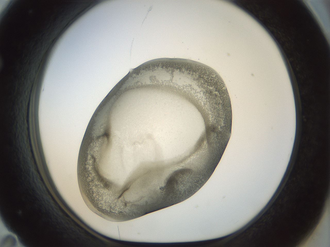 folderID22_plateID1022_batchID1895_wellNum71_profileID1_d1_r43626_ef.jpg
