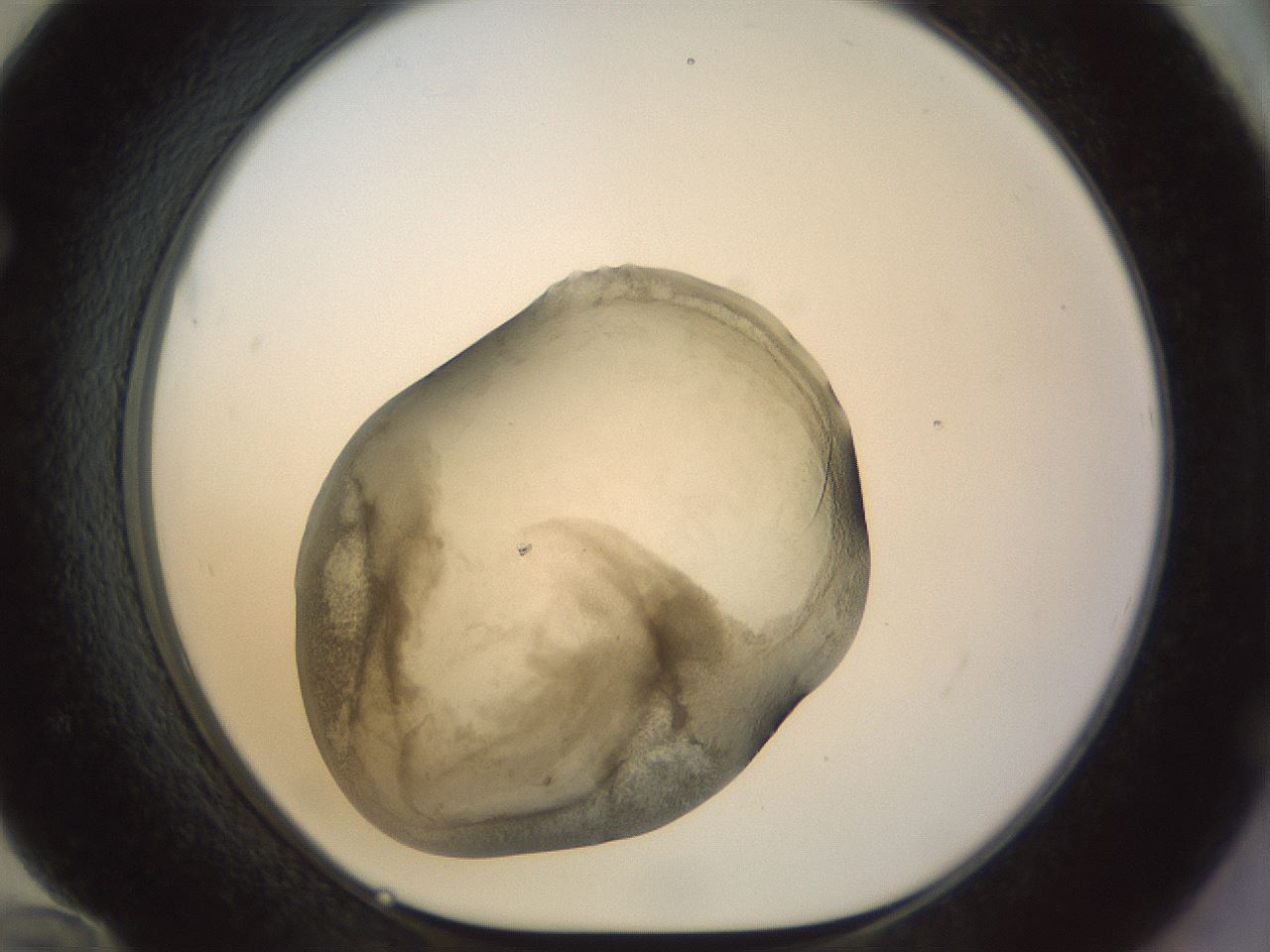folderID22_plateID1022_batchID1895_wellNum72_profileID1_d1_r43627_ef.jpg