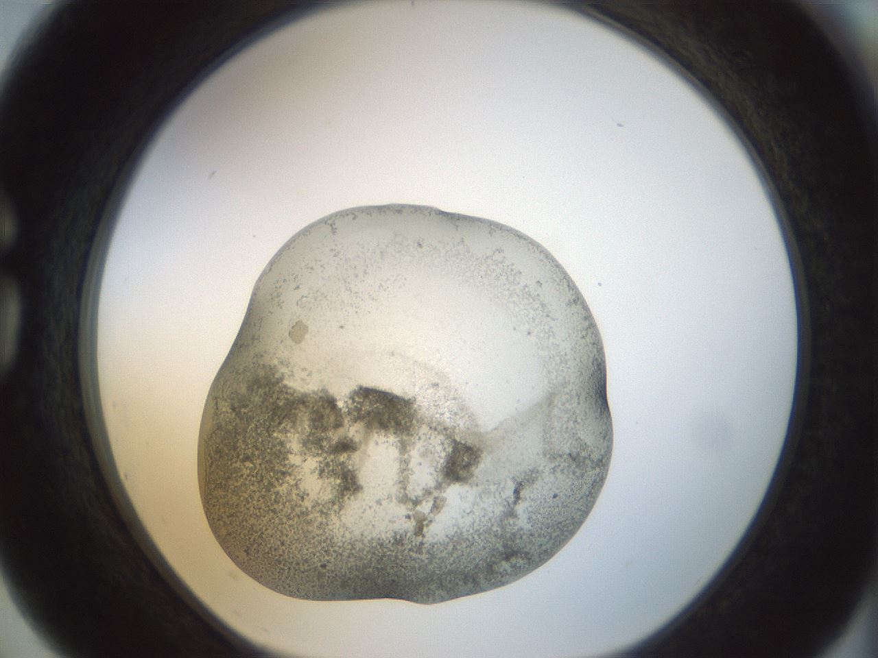 folderID22_plateID1022_batchID1895_wellNum75_profileID1_d1_r43630_ef.jpg
