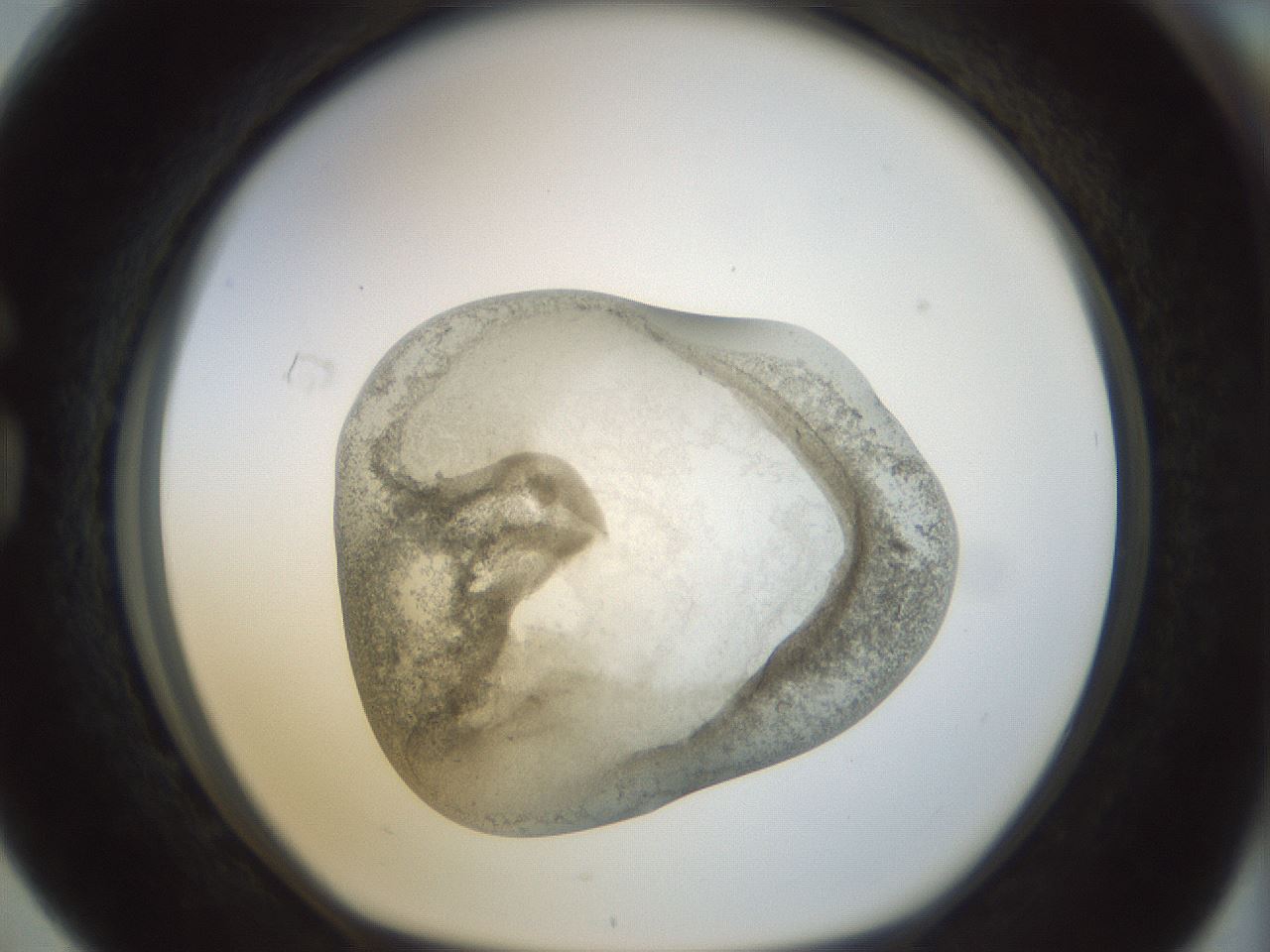 folderID22_plateID1022_batchID1895_wellNum76_profileID1_d1_r43631_ef.jpg