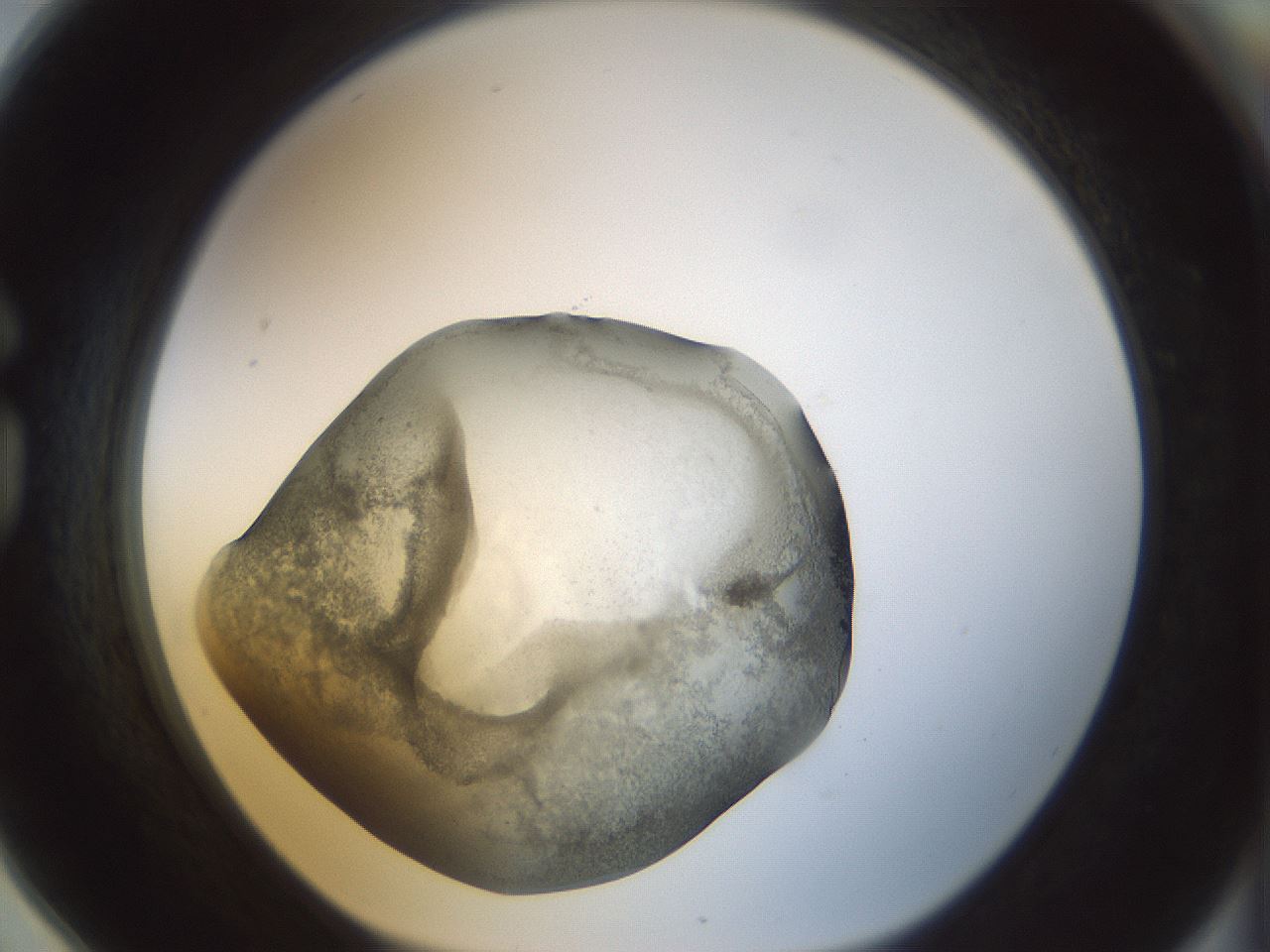 folderID22_plateID1022_batchID1895_wellNum78_profileID1_d1_r43633_ef.jpg