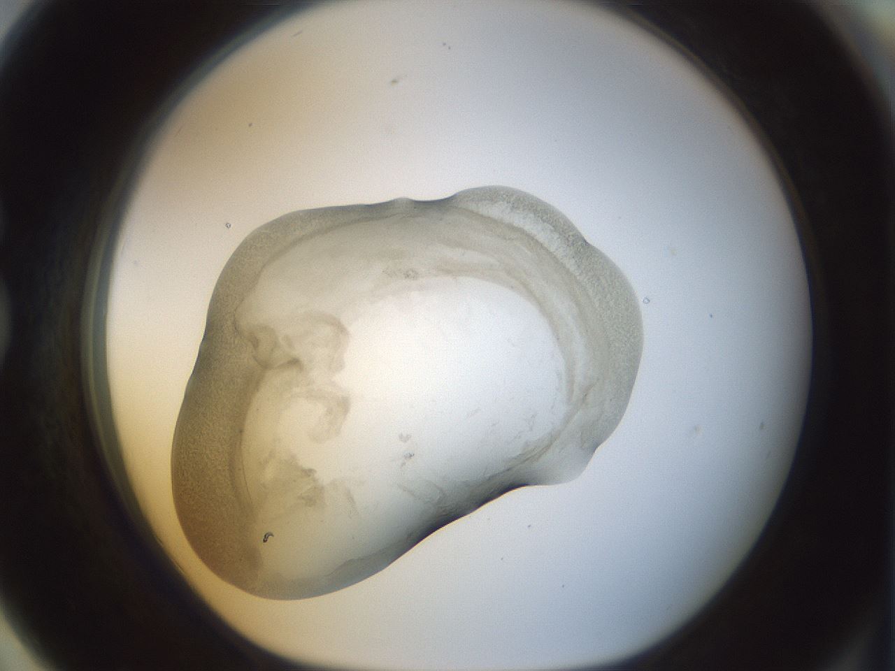 folderID22_plateID1022_batchID1895_wellNum79_profileID1_d1_r43634_ef.jpg
