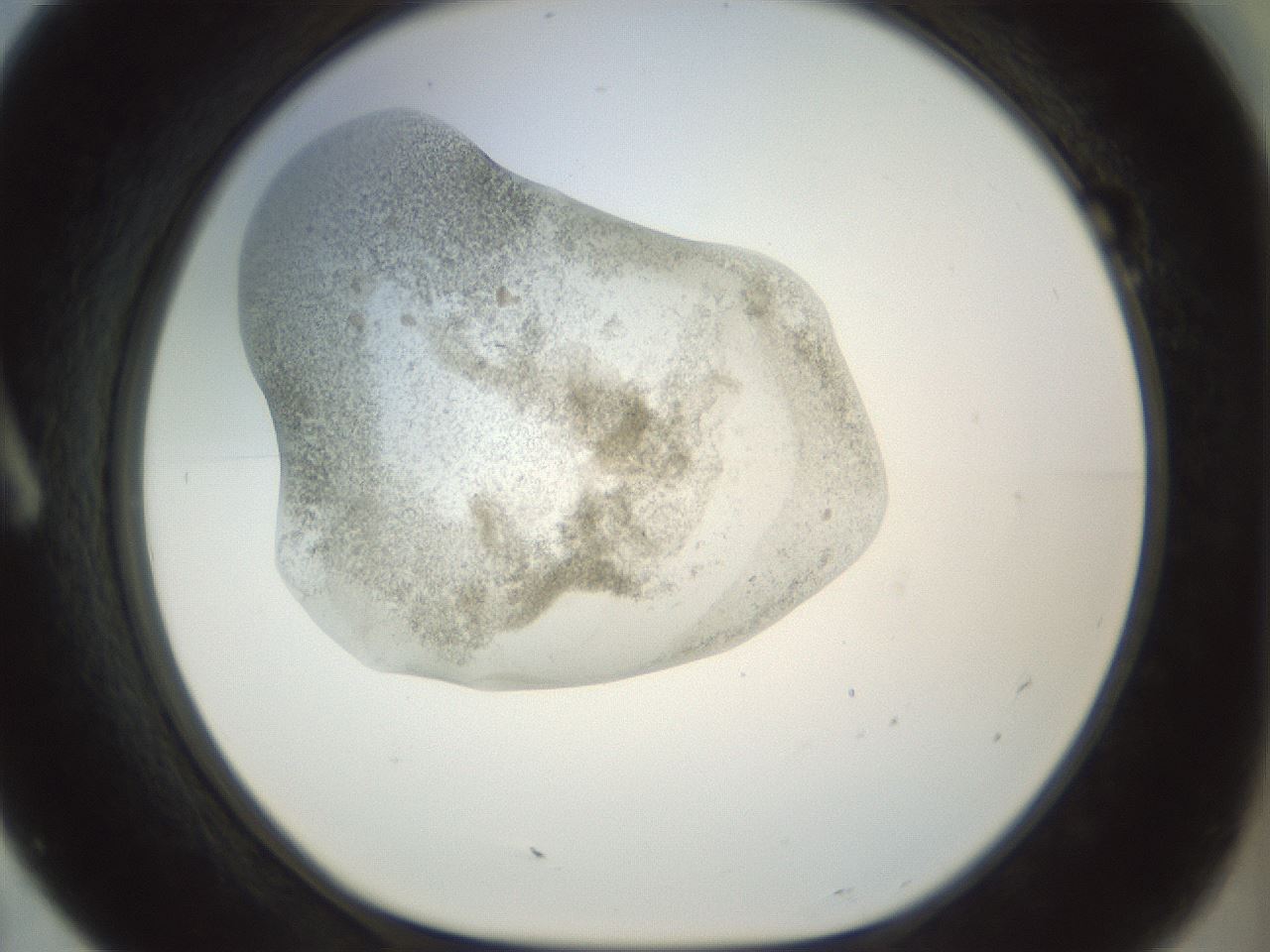 folderID22_plateID1022_batchID1895_wellNum7_profileID1_d1_r43562_ef.jpg