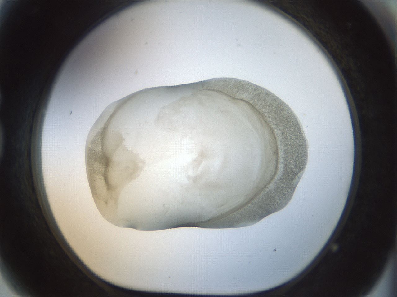 folderID22_plateID1022_batchID1895_wellNum81_profileID1_d1_r43636_ef.jpg
