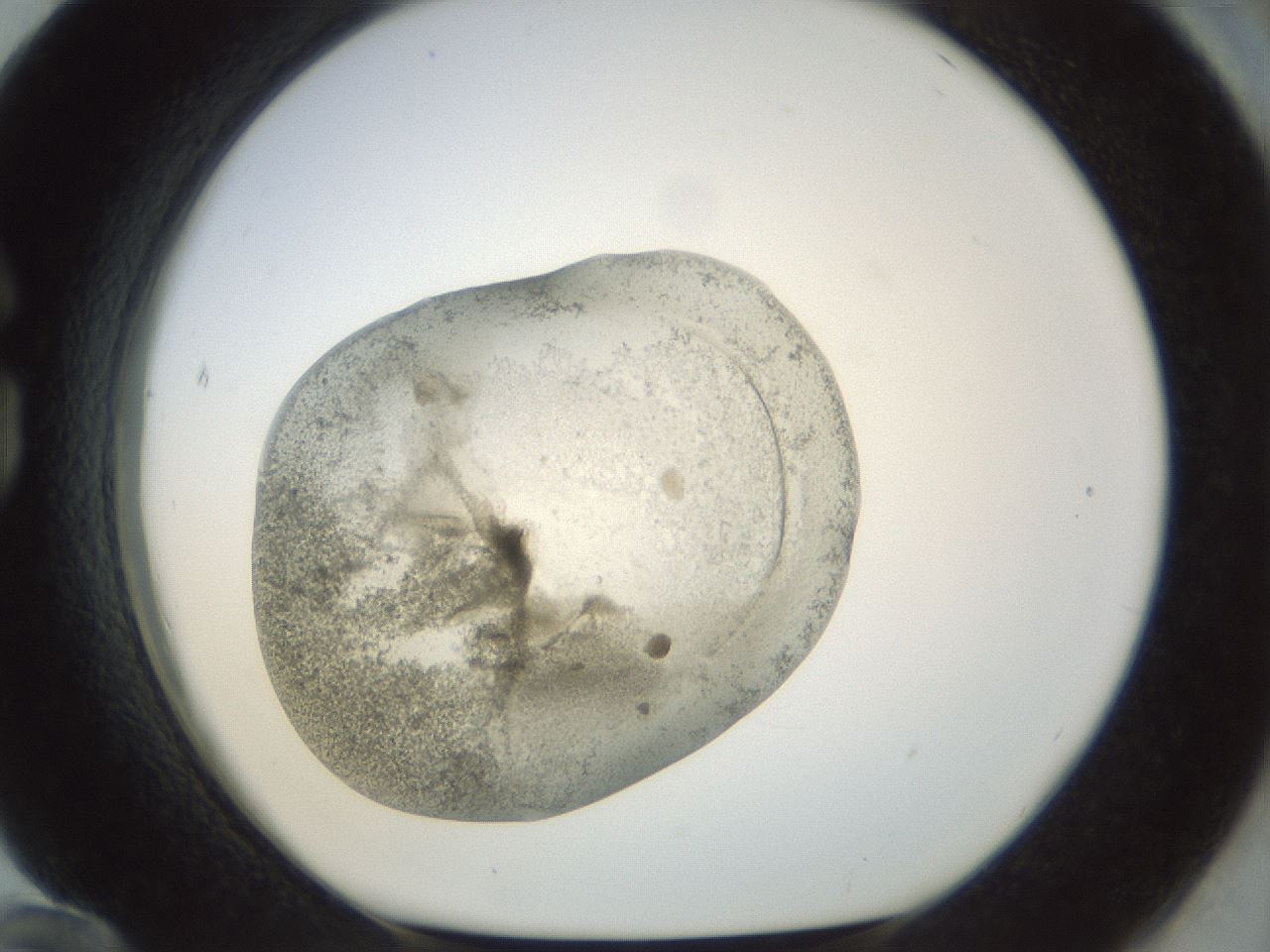 folderID22_plateID1022_batchID1895_wellNum84_profileID1_d1_r43639_ef.jpg
