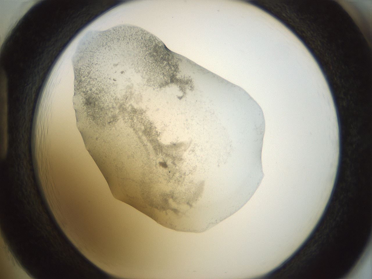 folderID22_plateID1022_batchID1895_wellNum85_profileID1_d1_r43640_ef.jpg