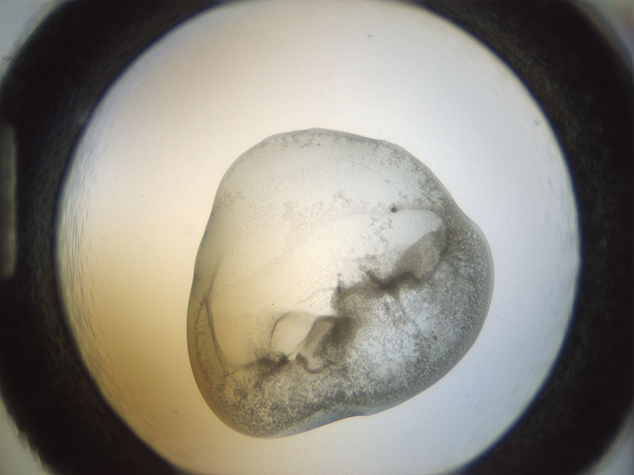 folderID22_plateID1022_batchID1895_wellNum86_profileID1_d1_r43641_ef.jpg