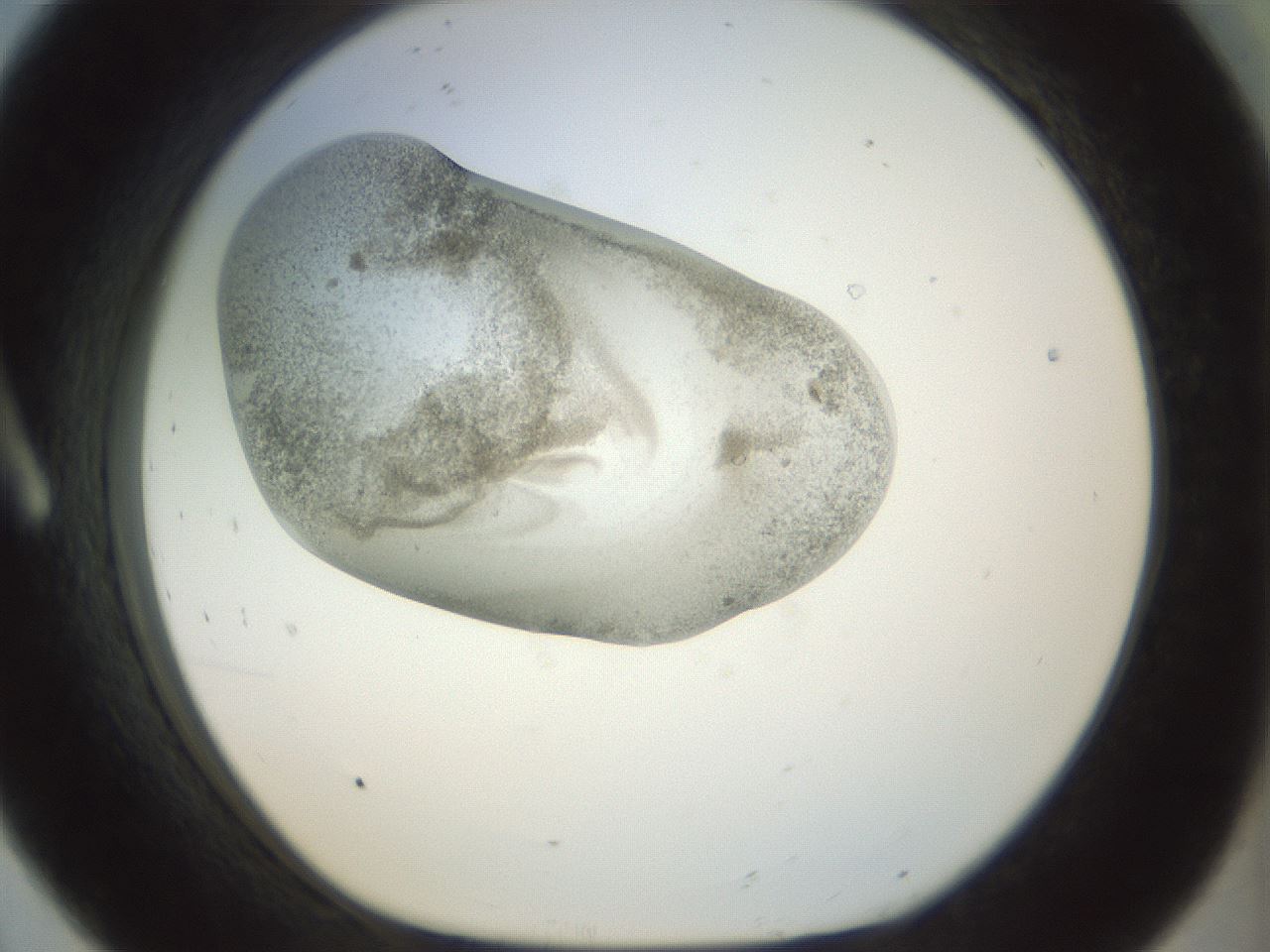 folderID22_plateID1022_batchID1895_wellNum8_profileID1_d1_r43563_ef.jpg