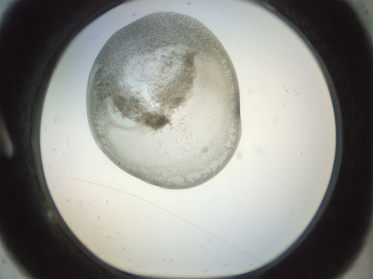 folderID22_plateID1022_batchID1895_wellNum9_profileID1_d1_r43564_ef.jpg