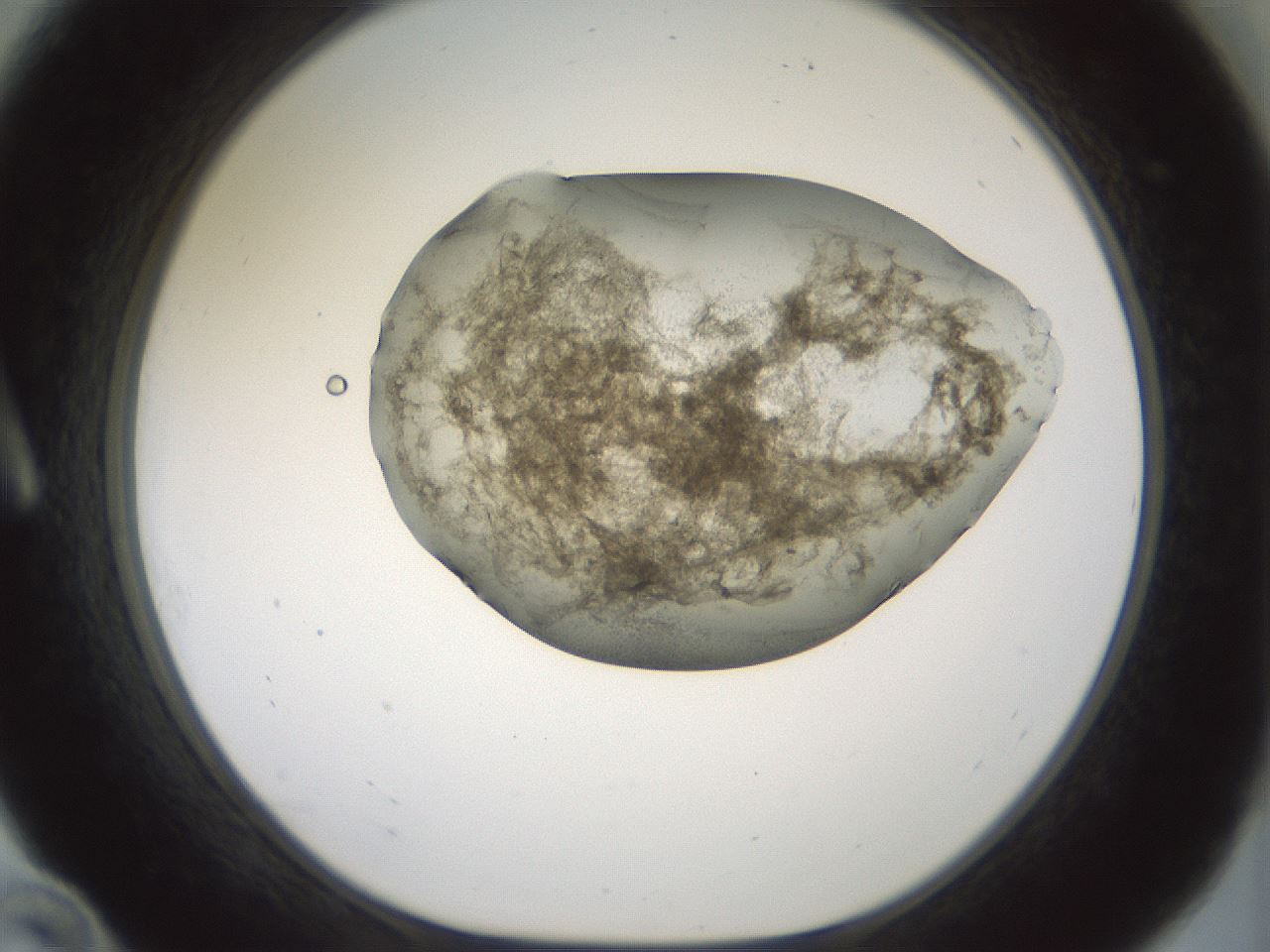 folderID230_plateID1230_batchID3779_wellNum10_profileID1_d1_r70217_ef.jpg