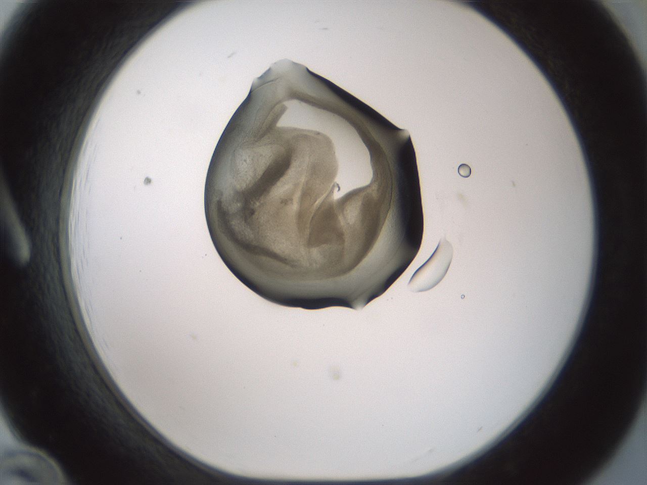 folderID230_plateID1230_batchID3779_wellNum12_profileID1_d1_r70219_ef.jpg