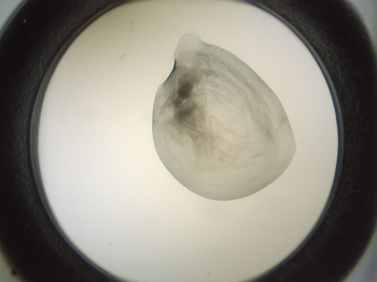 folderID230_plateID1230_batchID3779_wellNum25_profileID1_d2_r71674_ef.jpg