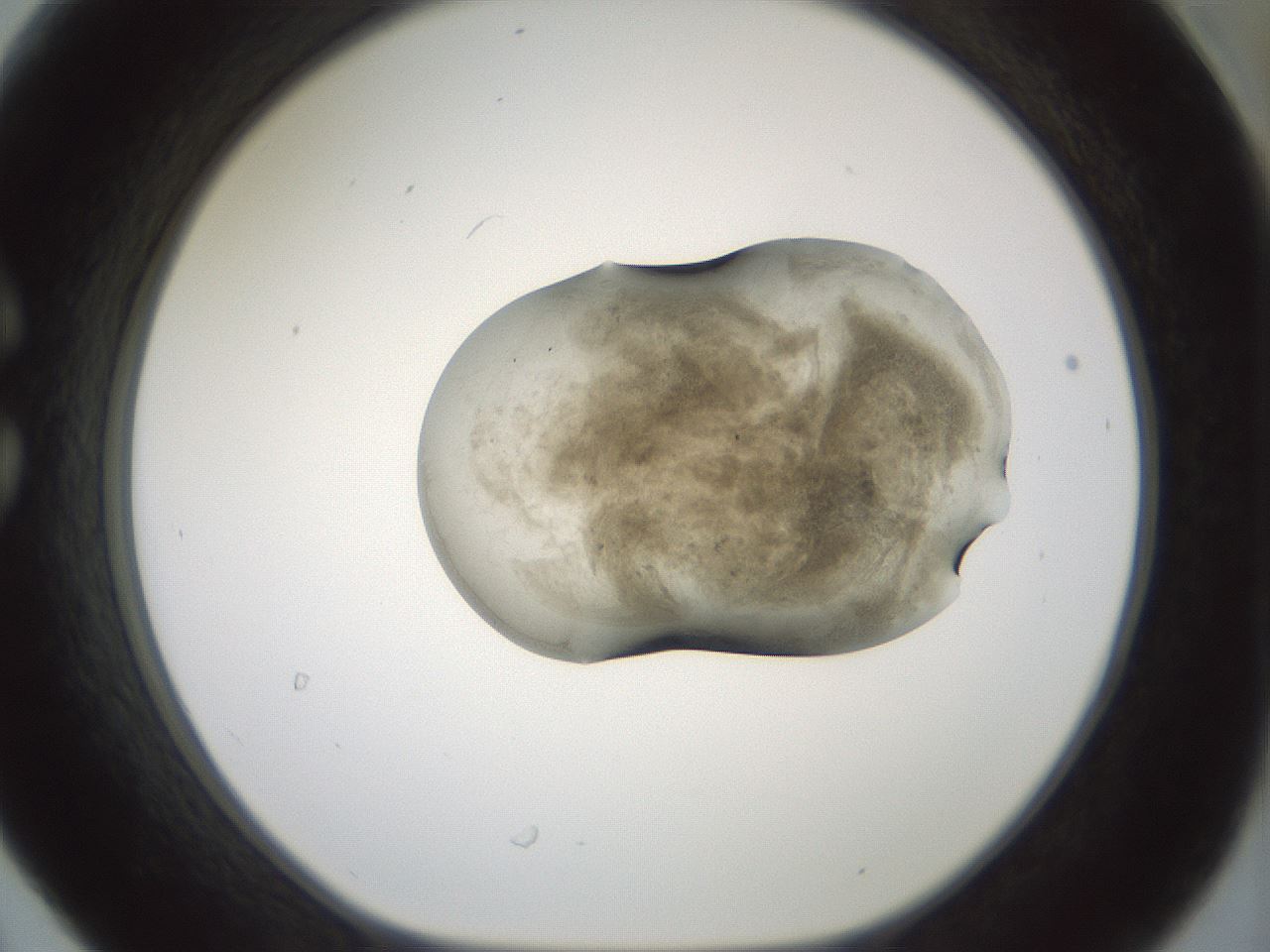 folderID230_plateID1230_batchID3779_wellNum30_profileID1_d1_r70237_ef.jpg