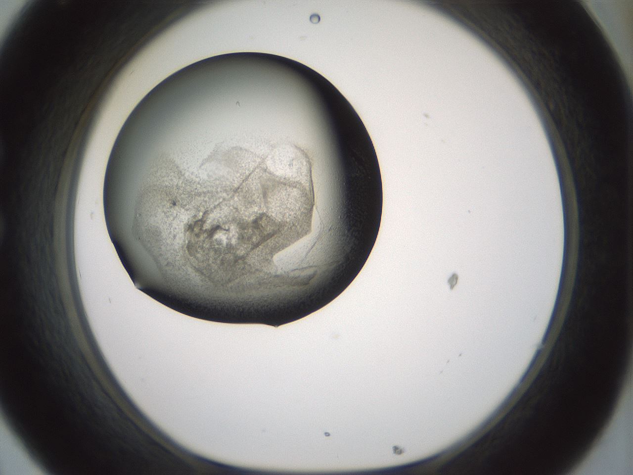 folderID230_plateID1230_batchID3779_wellNum32_profileID1_d1_r70239_ef.jpg
