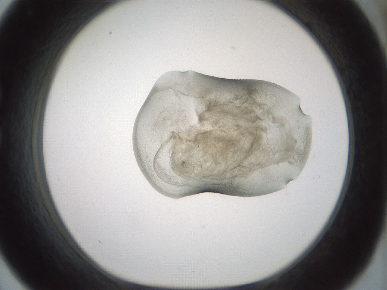 folderID230_plateID1230_batchID3779_wellNum33_profileID1_d1_r70240_ef.jpg