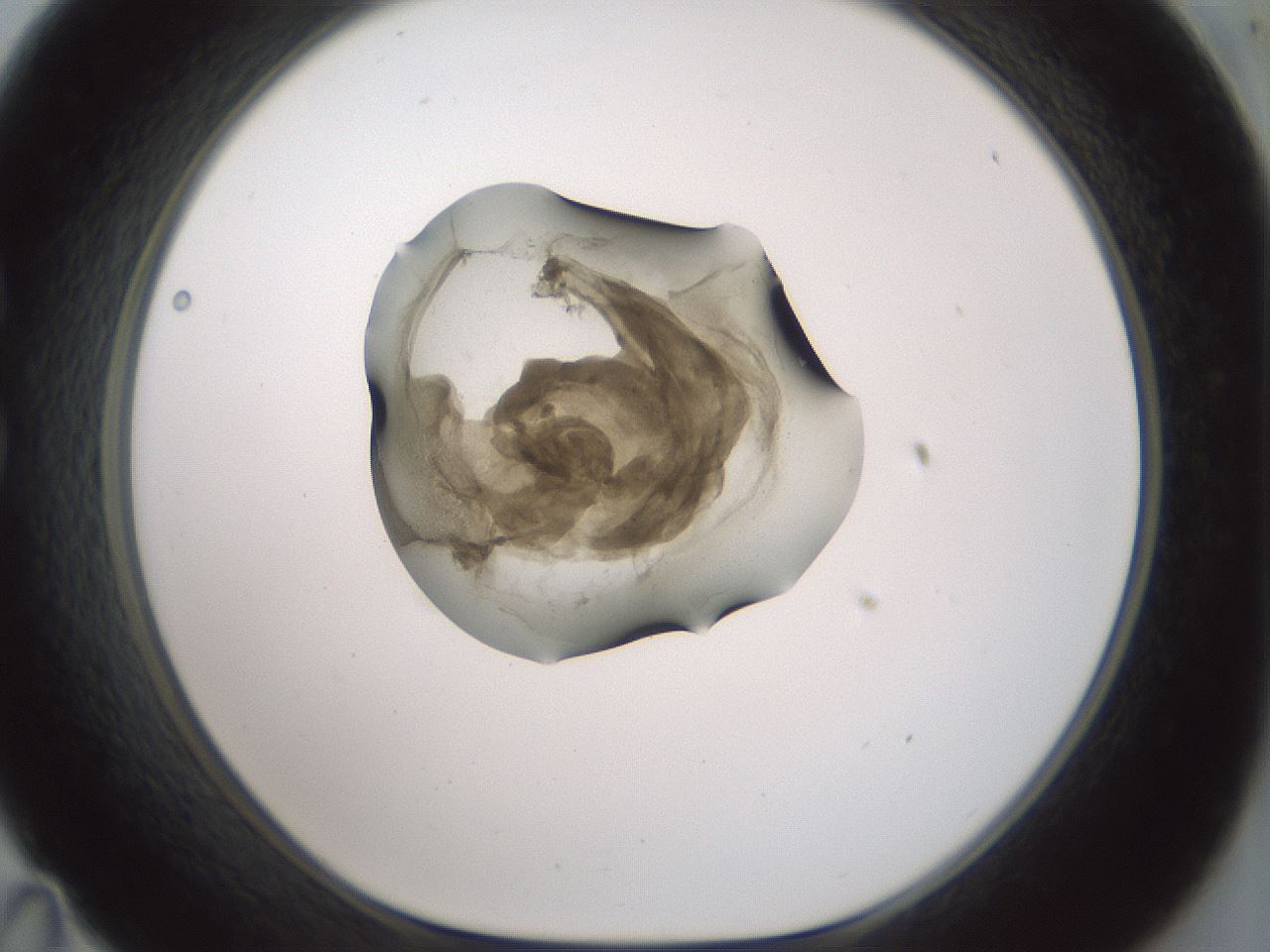 folderID230_plateID1230_batchID3779_wellNum35_profileID1_d1_r70242_ef.jpg
