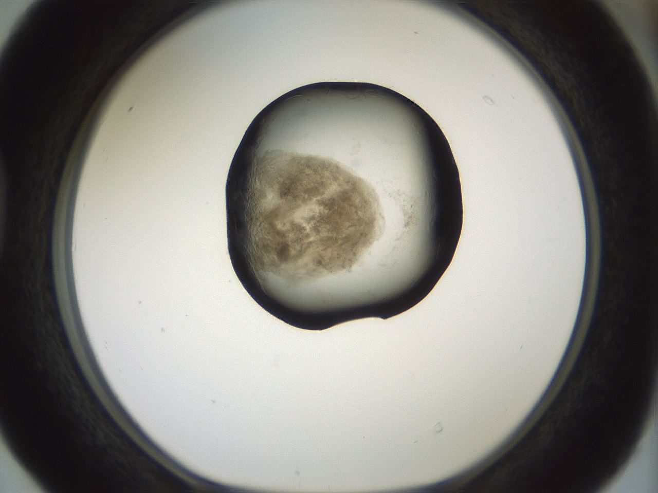 folderID230_plateID1230_batchID3779_wellNum40_profileID1_d1_r70247_ef.jpg