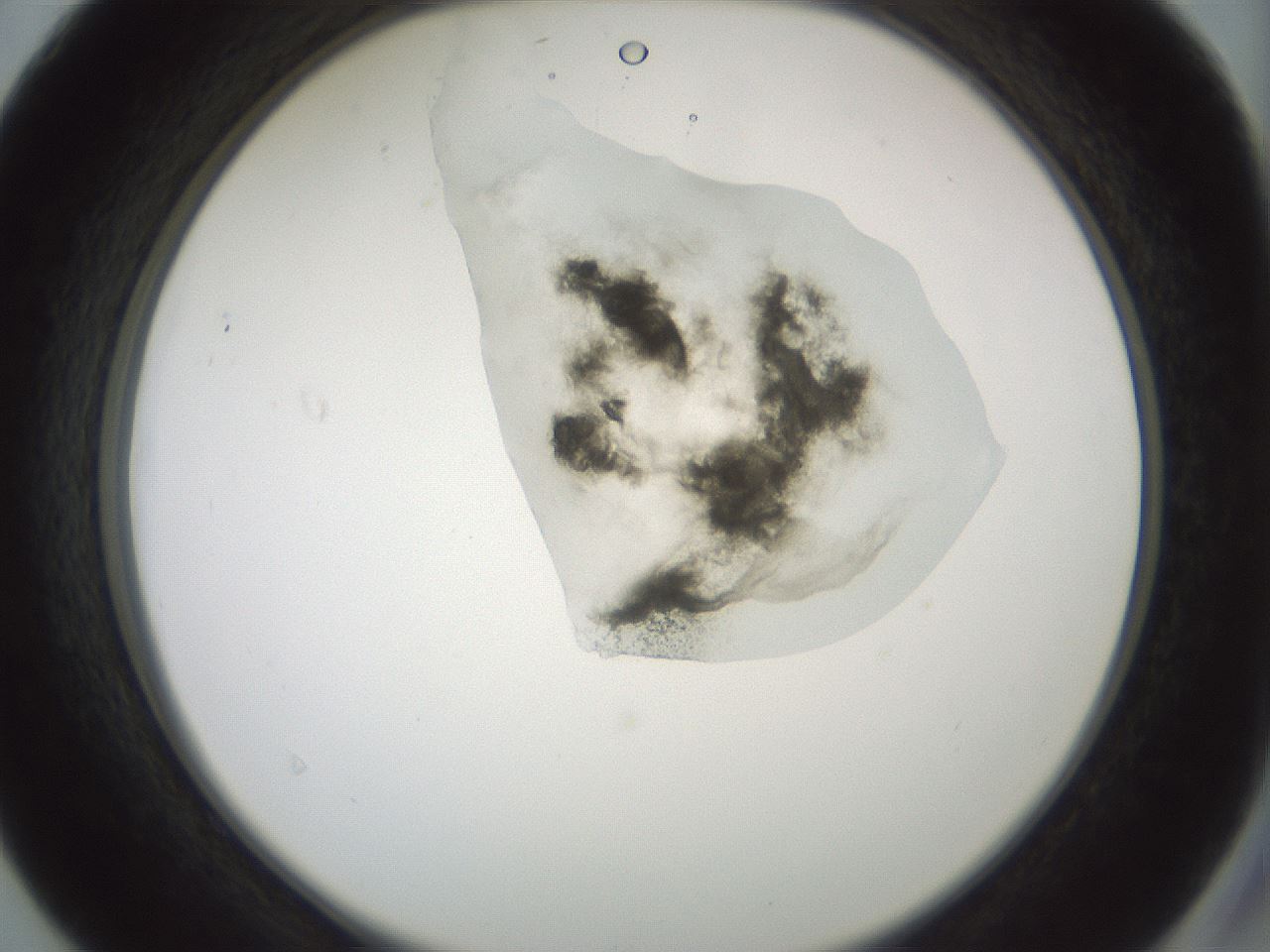 folderID230_plateID1230_batchID3779_wellNum40_profileID1_d2_r71689_ef.jpg