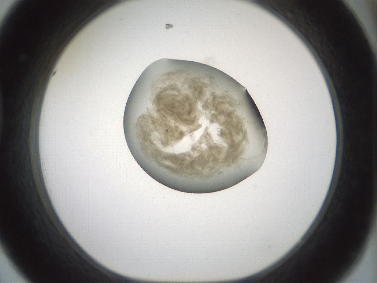 folderID230_plateID1230_batchID3779_wellNum44_profileID1_d1_r70251_ef.jpg